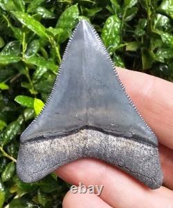 Bone Valley Megalodon Shark Tooth Fossil
