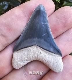 Bone Valley Megalodon Shark Tooth Fossil