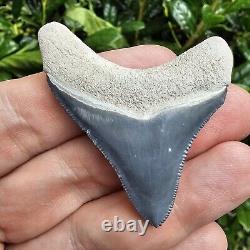 Bone Valley Megalodon Shark Tooth Fossil