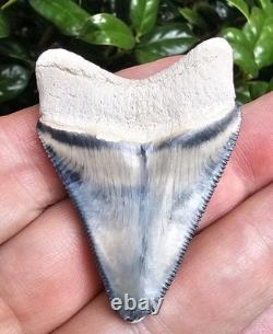 Bone Valley Megalodon Shark Tooth Fossil