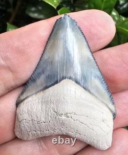 Bone Valley Megalodon Shark Tooth Fossil