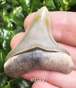 Bone Valley Megalodon Shark Tooth Fossil