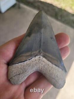 Bone Valley Megalodon Shark Tooth Fossil