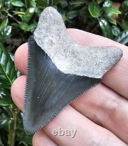 Bone Valley Megalodon Shark Tooth Fossil
