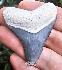 Bone Valley Megalodon Shark Tooth Fossil