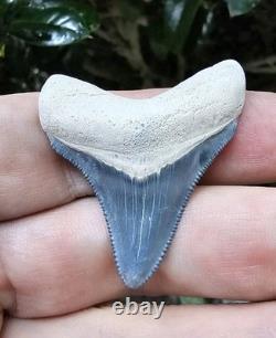 Bone Valley Megalodon Shark Tooth Fossil