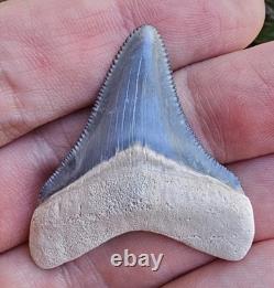 Bone Valley Megalodon Shark Tooth Fossil