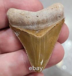 Bone Valley Megalodon Shark Tooth Fossil
