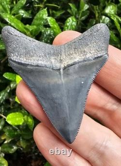 Bone Valley Megalodon Shark Tooth Fossil