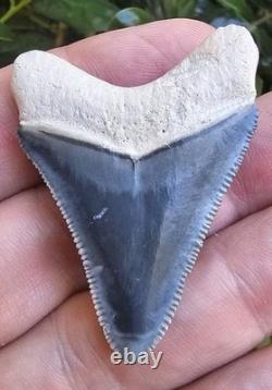 Bone Valley Megalodon Shark Tooth Fossil