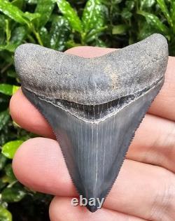 Bone Valley Megalodon Shark Tooth Fossil