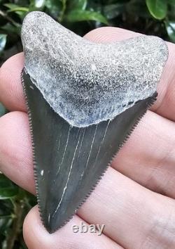 Bone Valley Megalodon Shark Tooth Fossil