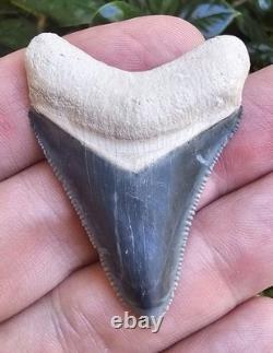 Bone Valley Megalodon Shark Tooth Fossil