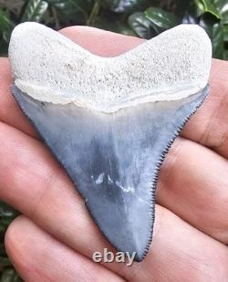Bone Valley Megalodon Shark Tooth Fossil