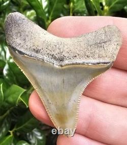 Bone Valley Megalodon Shark Tooth Fossil
