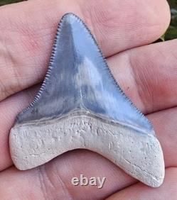 Bone Valley Megalodon Shark Tooth Fossil