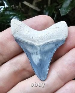 Bone Valley Megalodon Shark Tooth Fossil