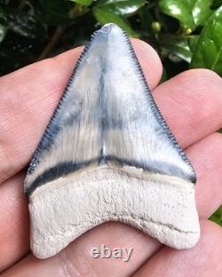 Bone Valley Megalodon Shark Tooth Fossil