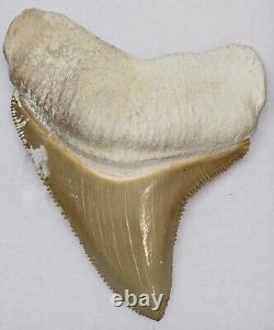 Bone Valley Megalodon Shark Tooth Fossil