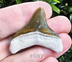 Bone Valley Megalodon Shark Tooth Fossil 1.6 X 1.5