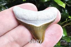 Bone Valley Megalodon Shark Tooth Fossil 1.6 X 1.5