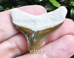 Bone Valley Megalodon Shark Tooth Fossil 1.6 X 1.5