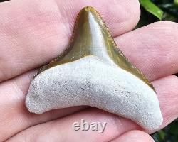 Bone Valley Megalodon Shark Tooth Fossil 1.6 X 1.5
