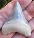 Bone Valley Megalodon Shark Tooth Fossil, 1.93-inch, No Restorations