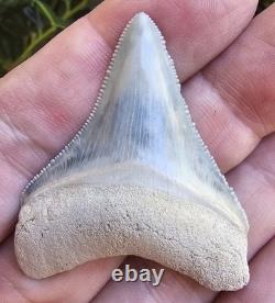 Bone Valley Megalodon Shark Tooth Fossil, 1.93-Inch, No Restorations