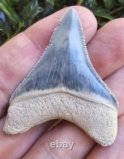 Bone Valley Megalodon Shark Tooth Fossil, 1.93-Inch, No Restorations