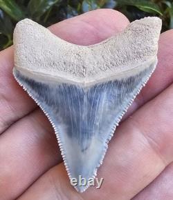 Bone Valley Megalodon Shark Tooth Fossil, 1.93-Inch, No Restorations