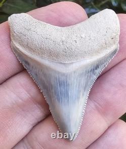 Bone Valley Megalodon Shark Tooth Fossil, 1.93-Inch, No Restorations