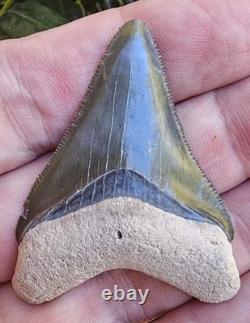 Bone Valley Megalodon Shark Tooth Fossil, 2.05, No Repairs Or Restorations