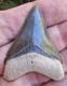 Bone Valley Megalodon Shark Tooth Fossil, 2.05, No Repairs Or Restorations