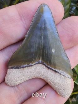 Bone Valley Megalodon Shark Tooth Fossil, 2.05, No Repairs Or Restorations