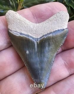 Bone Valley Megalodon Shark Tooth Fossil, 2.05, No Repairs Or Restorations