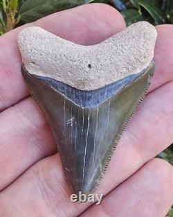 Bone Valley Megalodon Shark Tooth Fossil, 2.05, No Repairs Or Restorations