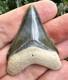 Bone Valley Megalodon Shark Tooth Fossil 2.08