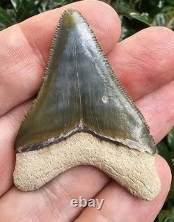 Bone Valley Megalodon Shark Tooth Fossil 2.08
