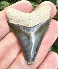 Bone Valley Megalodon Shark Tooth Fossil 2.08
