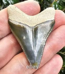Bone Valley Megalodon Shark Tooth Fossil 2.08