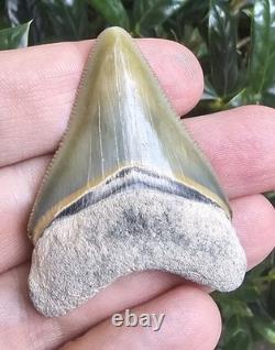Bone Valley Megalodon Shark Tooth Fossil 2.1