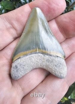 Bone Valley Megalodon Shark Tooth Fossil 2.1