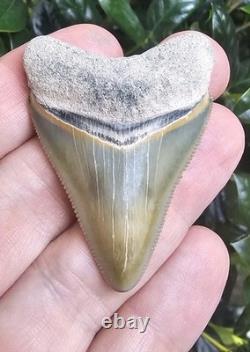 Bone Valley Megalodon Shark Tooth Fossil 2.1