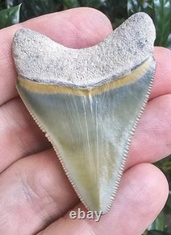 Bone Valley Megalodon Shark Tooth Fossil 2.1