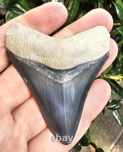 Bone Valley Megalodon Shark Tooth Fossil 2.96