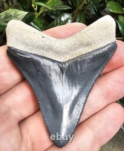 Bone Valley Megalodon Shark Tooth Fossil 2.96