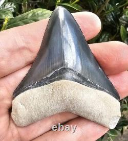 Bone Valley Megalodon Shark Tooth Fossil 2.96