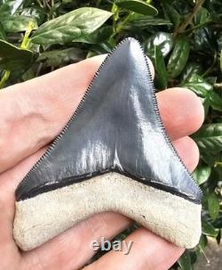 Bone Valley Megalodon Shark Tooth Fossil 2.96