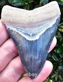 Bone Valley Megalodon Shark Tooth Fossil 3 1/4